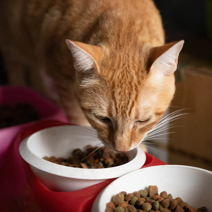 Cat eating dry food from a bowl