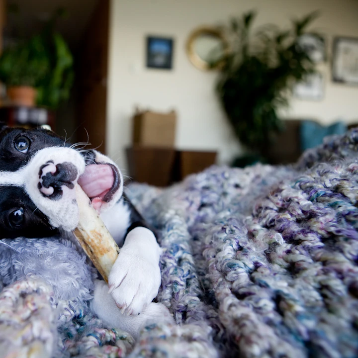 Puppy chewing a long chew