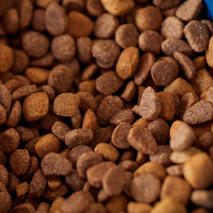 Close-up of dry pet food kibble